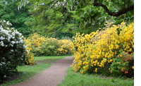 Rhododendron und Azaleen Bl&uuml;te im Ohrbergpark